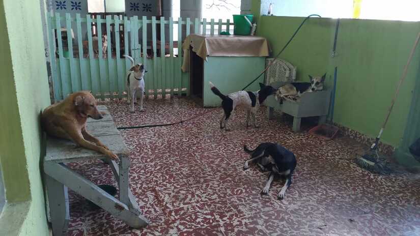 PERRO
